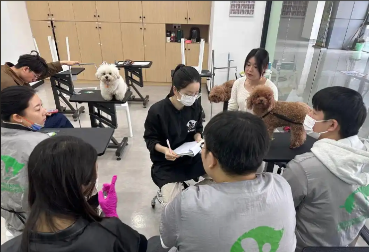 连云港市宠物美容师宠物美容培训学校 - 哪里好